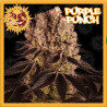 PURPLE PUNCH