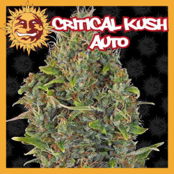 CRITICAL KUSH AUTO 