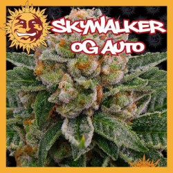 SKYWALKER OG AUTO
