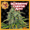BLUEBERRY CHEESE AUTO 