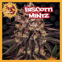 BISCOTTI MINTZ