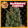 BLUEBERRY CHEESE