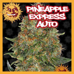PINEAPPLE EXPRESS AUTO