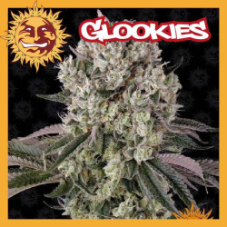GLOOKIES