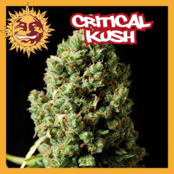 CRITICAL KUSH