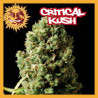 CRITICAL KUSH