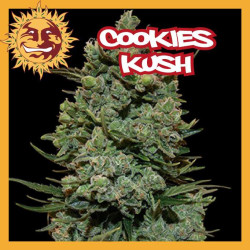 COOKIES KUSH