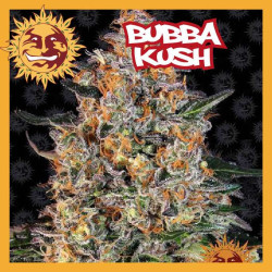BUBBA KUSH 