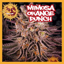 MIMOSA X ORANGE PUNCH