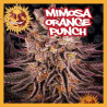 MIMOSA X ORANGE PUNCH