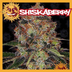 SHISKABERRY
