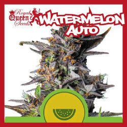 WATERMELON AUTO