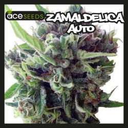 ZAMALDELICIA AUTO 