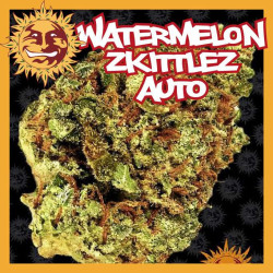 WATERMELON ZKITTLEZ AUTO