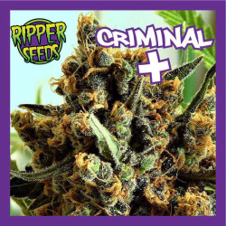 CRIMINAL +