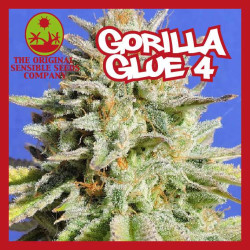 GORILLA GLUE  4