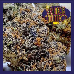 BLACK GELATO