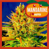 MANDARINE AUTO