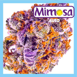 MIMOSA AUTO NOVA