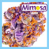 MIMOSA AUTO NOVA