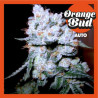 ORANGE BUD AUTO