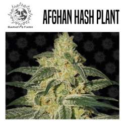 AFGHAN HASH PLANT 