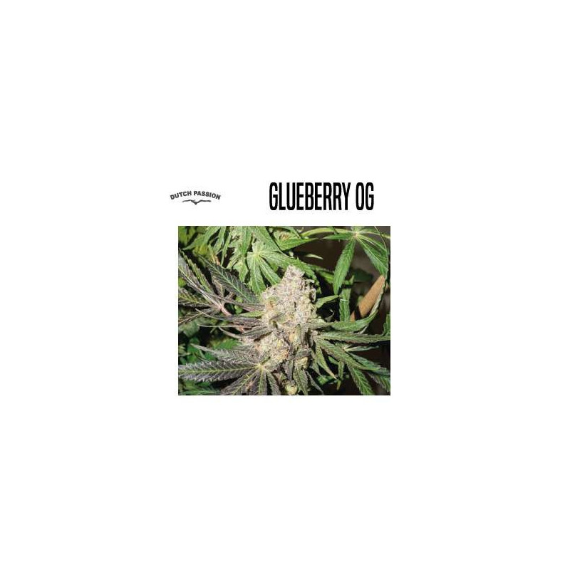 GLUEBERRY OG 
