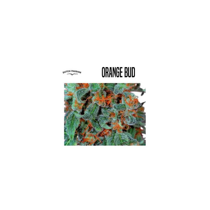 ORANGE BUD 