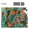 ORANGE BUD 