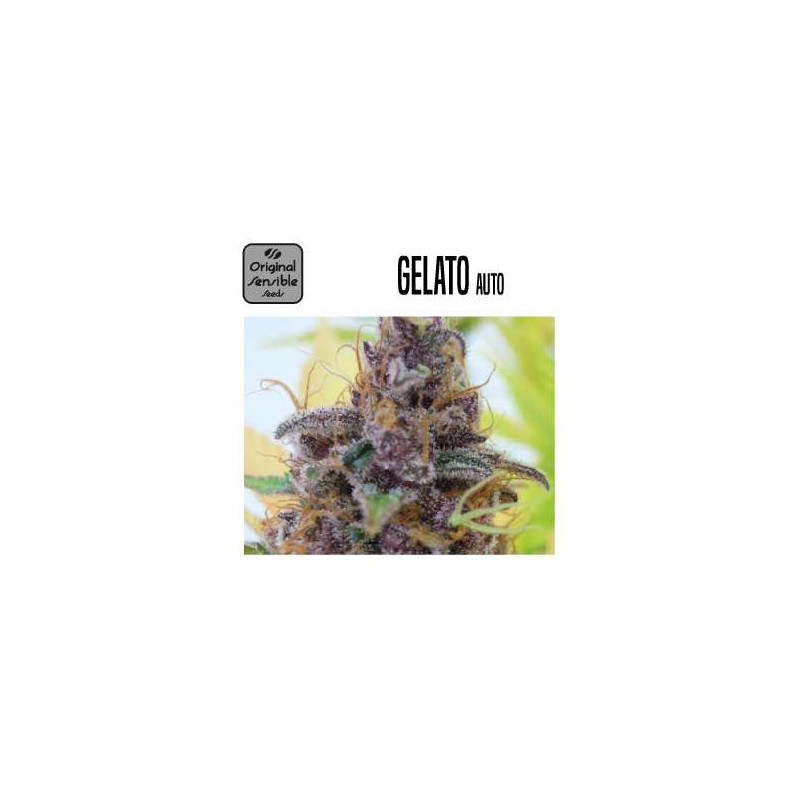 GELATO AUTO 