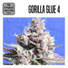 GORILLA GLUE  4