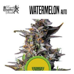 WATERMELON AUTO