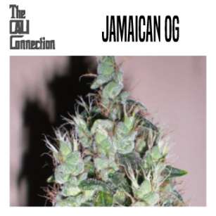 JAMAICAN OG