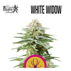WHITE WIDOW