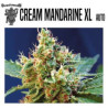 Cream mandarine XL auto - sweet seeds