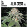 JULIUS CAESAR - Regular