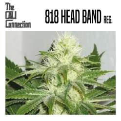 818 HEAD BAND - Regular