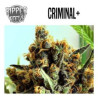 CRIMINAL +