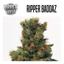 RIPPER BADAZZ 