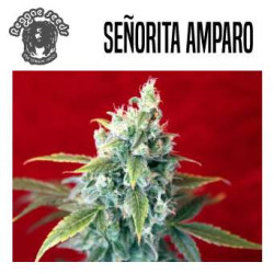 señorita Amparo