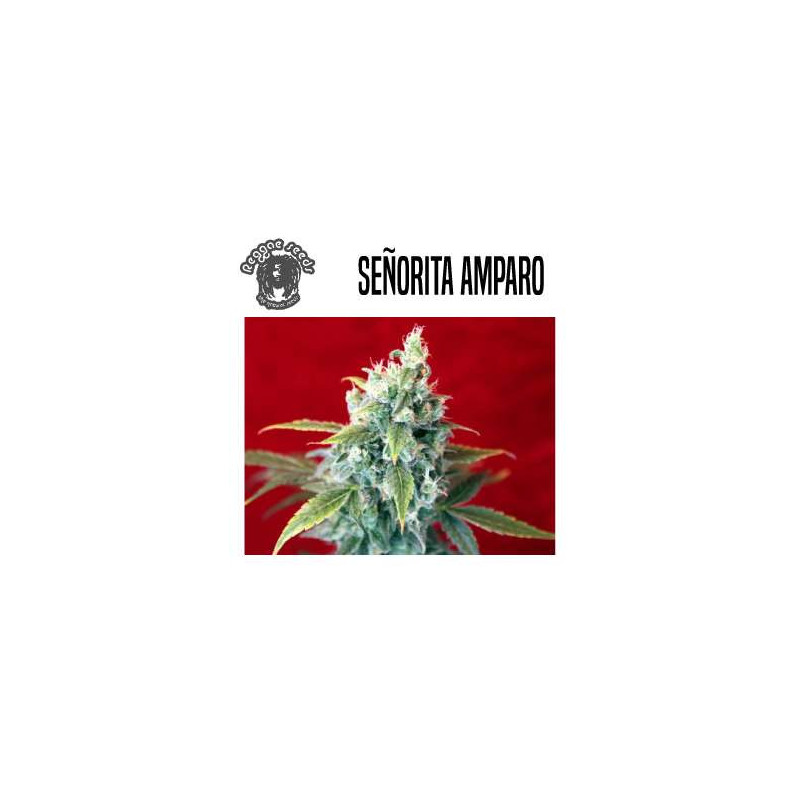 señorita Amparo