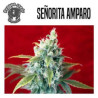 señorita Amparo