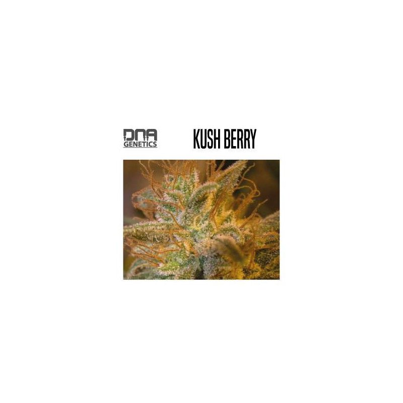 Kushberry