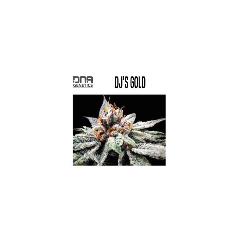 DJ'S GOLD