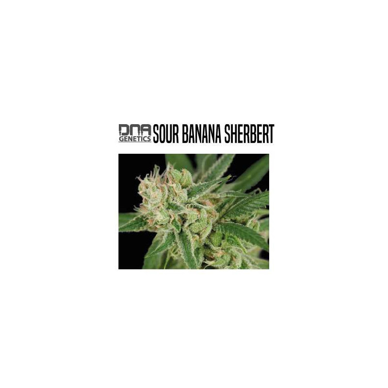SOUR BANANA SHERBET DNA GENETICS