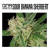 SOUR BANANA SHERBET DNA GENETICS
