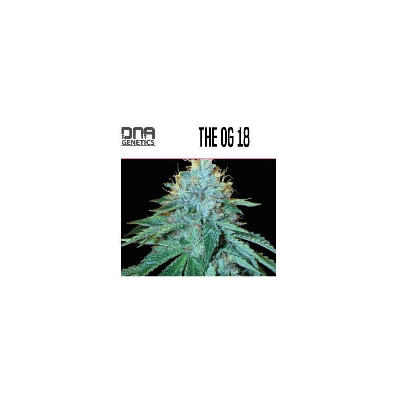 THE OG   18 
