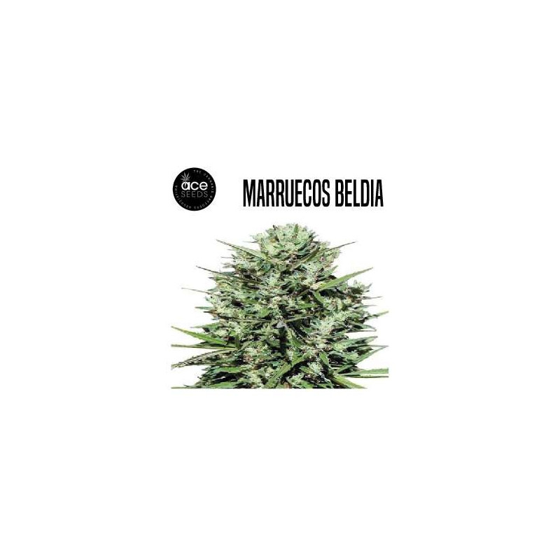 MARRUECOS BELDIA