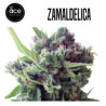 ZAMALDELICIA AUTO 