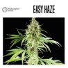 EARLY HAZE